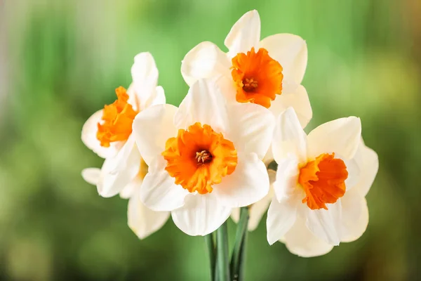 Hermosas Flores Narciso Aire Libre Primer Plano —  Fotos de Stock