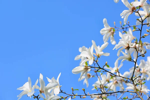 Árbol Magnolia Flor Sobre Fondo Del Cielo —  Fotos de Stock
