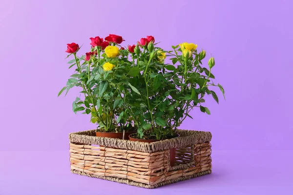 Beautiful Roses Basket Color Background — Stock Photo, Image