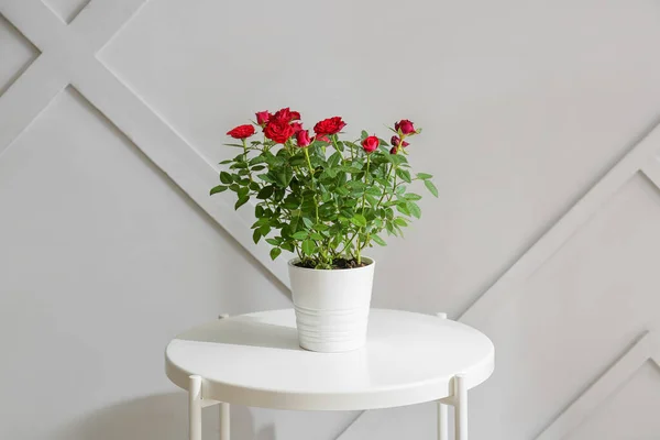 Красиві Червоні Троянди Горщику Столі Біля Світлої Стіни — стокове фото