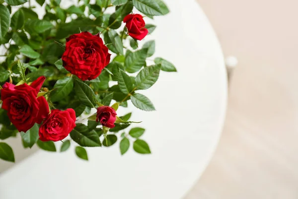 Beautiful Red Roses Pot Table Closeup — Stock Photo, Image