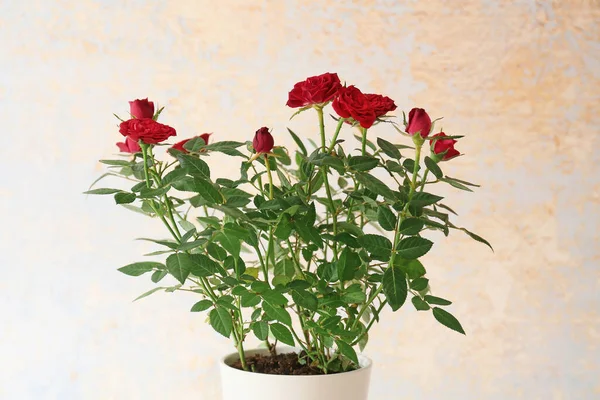 Beautiful Red Roses Pot Light Background — Stock Photo, Image