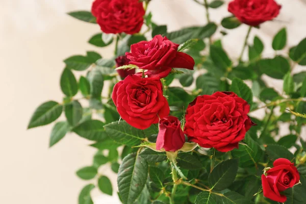 Schöne Rote Rosen Auf Hellem Hintergrund Nahaufnahme — Stockfoto