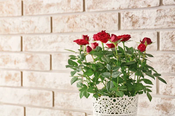 Beautiful Red Roses Pot Brick Wall — Stock Photo, Image