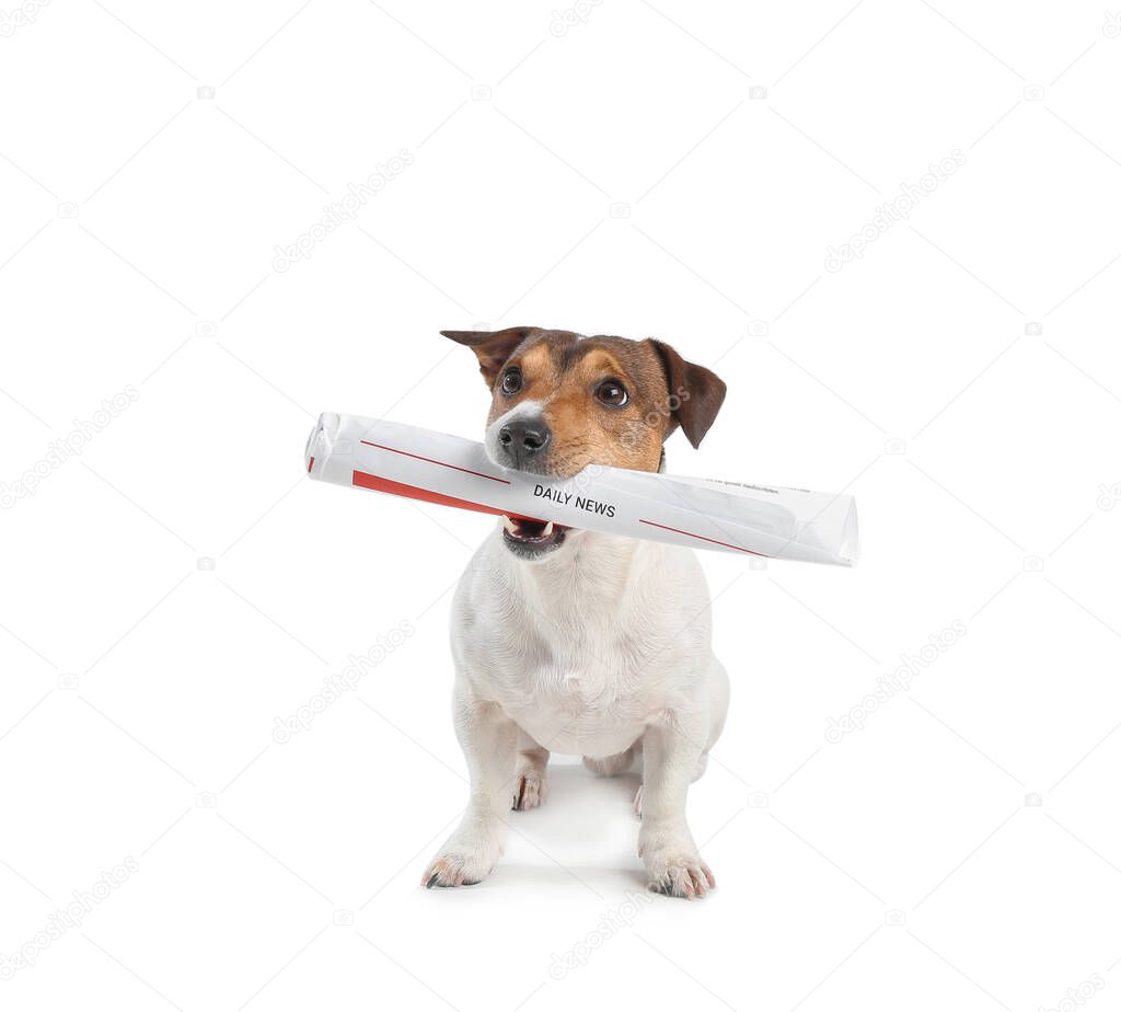 Cute dog with newspaper on white background