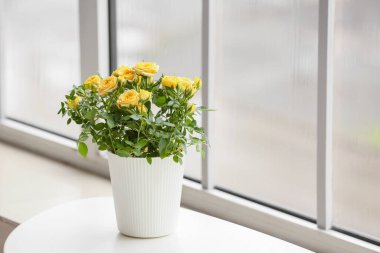 Pencerenin yanındaki masada saksıda güzel sarı bir gül.