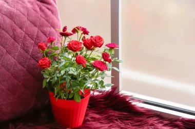 Pencerenin yanındaki saksıda güzel kırmızı bir gül