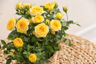 Renk duvarının yanında saksıda güzel sarı bir gül