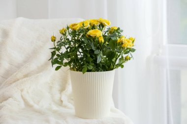 İçerideki masada saksıda güzel sarı bir gül