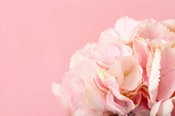 Schöne Hortensienblüten Auf Farbigem Hintergrund Nahaufnahme — Stockfoto