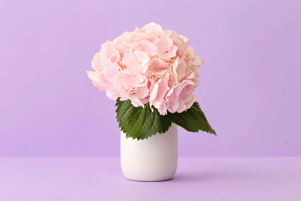 Vase Beautiful Hydrangea Flowers Color Background — Stock Photo, Image