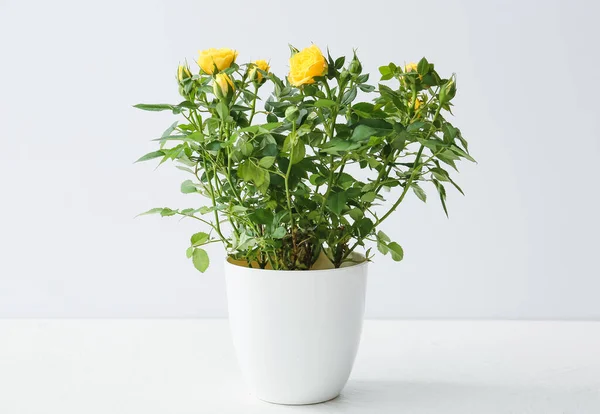 Beautiful Yellow Roses Pot Light Background — Stock Photo, Image