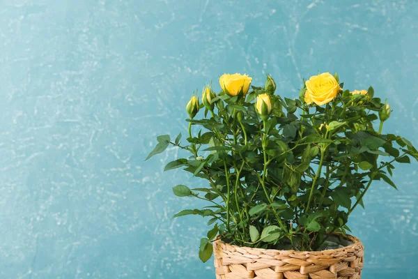 Beautiful Yellow Roses Pot Color Background — Stock Photo, Image