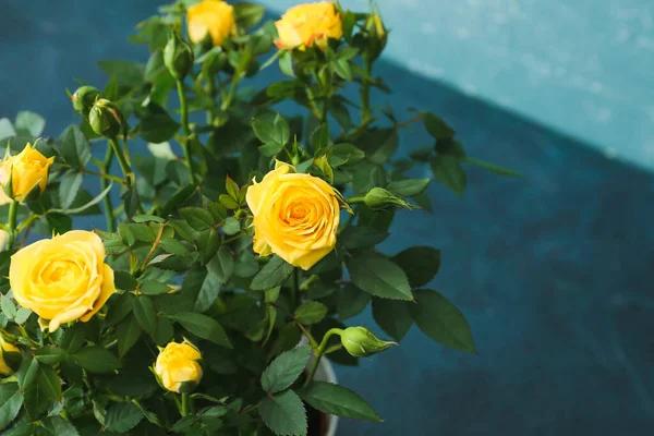 Beautiful Yellow Roses Pot Color Background Closeup — Stock Photo, Image