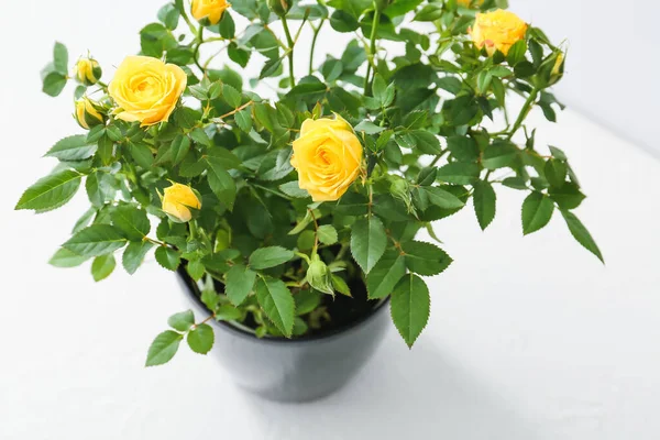 Hermosas Rosas Amarillas Maceta Sobre Fondo Claro Primer Plano — Foto de Stock
