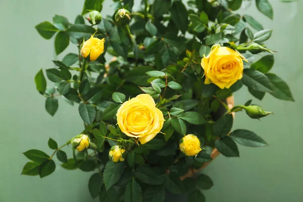Schöne Gelbe Rosen Topf Auf Farbigem Hintergrund Nahaufnahme — Stockfoto