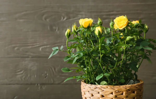 暗い木製の背景にポットの美しい黄色のバラ — ストック写真