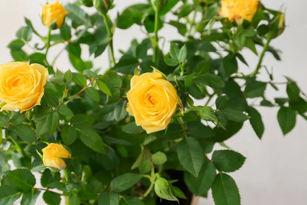 Beautiful Yellow Roses Light Background Closeup — Stock Photo, Image
