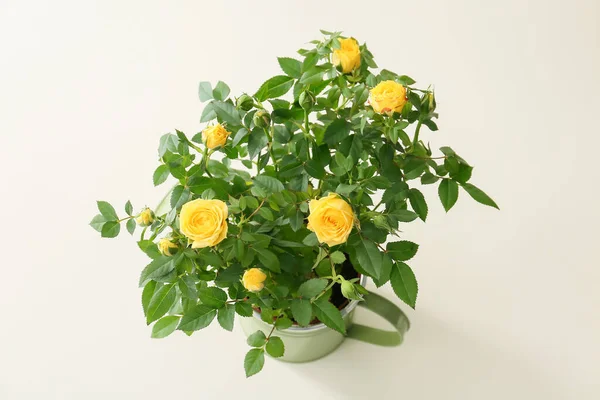 Hermosas Rosas Amarillas Sobre Fondo Claro — Foto de Stock