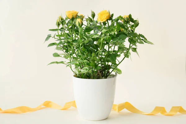 Beautiful Yellow Roses Pot Ribbon Light Background — Stock Photo, Image