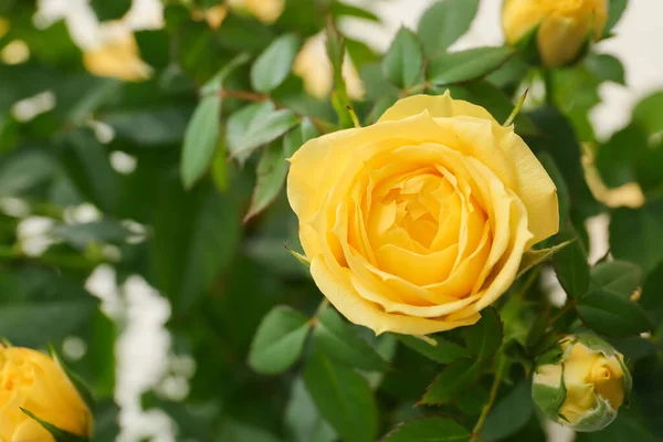 Beautiful Yellow Roses Light Background Closeup — Stock Photo, Image