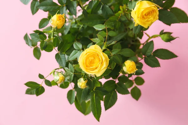 Beautiful Yellow Roses Color Background Closeup — Stock Photo, Image
