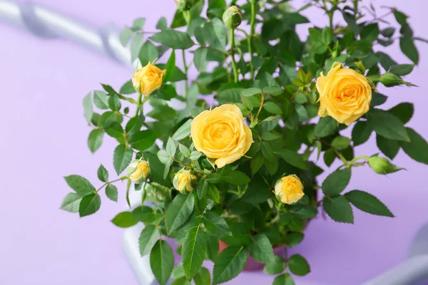 Beautiful Yellow Roses Color Background Closeup — Stock Photo, Image