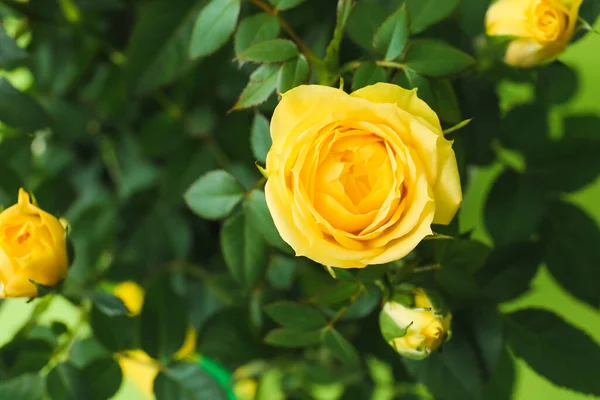 Schöne Gelbe Rosen Auf Farbigem Hintergrund Nahaufnahme — Stockfoto