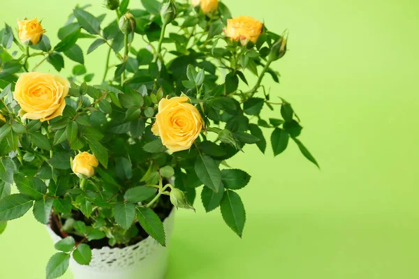 Beautiful Yellow Roses Pot Color Background Closeup — Stock Photo, Image