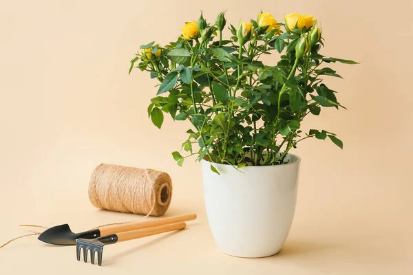 Hermosas Rosas Amarillas Maceta Cuerda Herramientas Jardinería Sobre Fondo Color — Foto de Stock