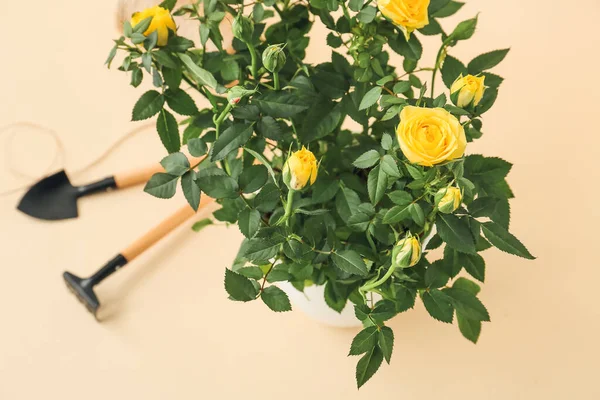 Piękne Żółte Róże Garnku Narzędzi Ogrodniczych Tle Kolorów Zbliżenie — Zdjęcie stockowe