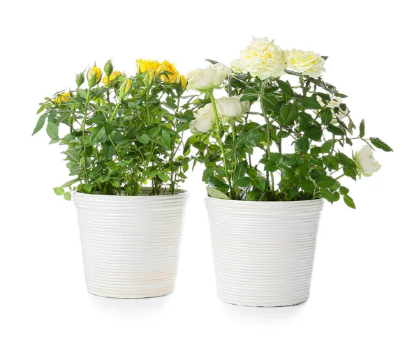 Beautiful Roses Pots White Background — Stock Photo, Image