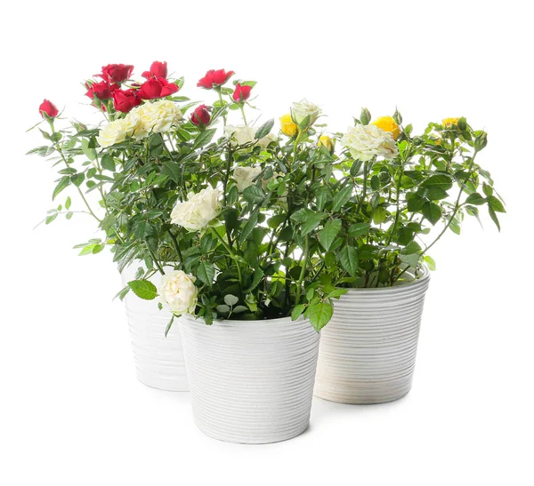 Beautiful Roses Pots White Background — Stock Photo, Image