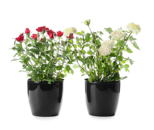 Beautiful Roses Pots White Background — Stock Photo, Image