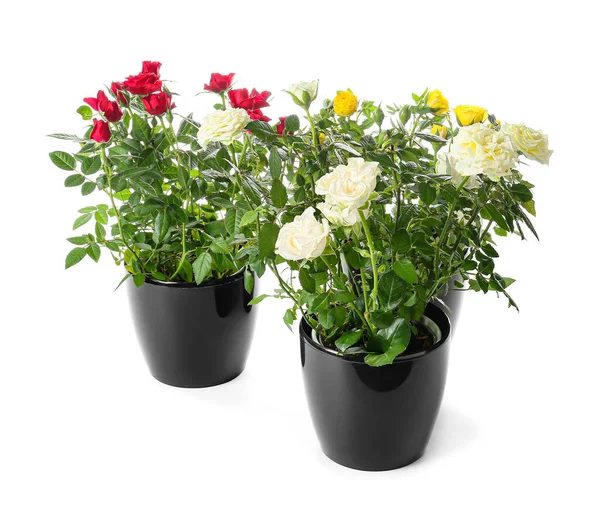 Beautiful Roses Pots White Background — Stock Photo, Image