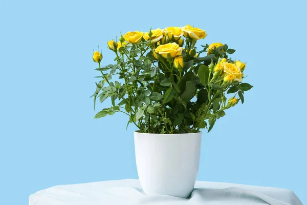 Beautiful Yellow Rose Pot Table Color Wall — Stock Photo, Image