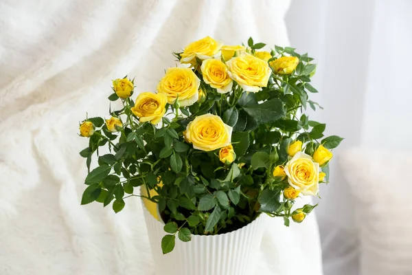 Piękna Żółta Róża Garnku Wewnątrz — Zdjęcie stockowe