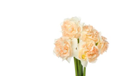 Beyaz arka planda güzel narsisli çiçekler, yakın plan.