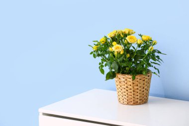 Renk duvarının yanındaki rafta saksıda güzel sarı güller