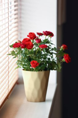 Pencere kenarındaki saksıda güzel kırmızı güller