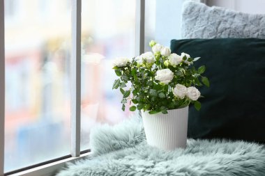 Pencerenin yanındaki saksıda güzel beyaz güller