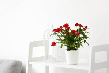 Işık duvarının yanındaki rafta duran güzel kırmızı güller.