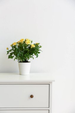 Işık duvarının yanındaki rafta saksıda güzel sarı güller