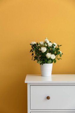 Renk duvarının yanındaki rafta saksıda güzel beyaz güller