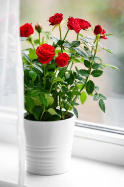 Pencere kenarındaki saksıda güzel kırmızı güller