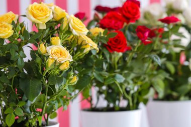 Renk duvarının yanındaki saksılarda güzel güller, yakın plan.