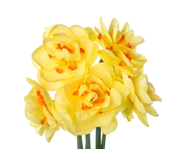 Bouquet Beautiful Narcissus Flowers White Background Closeup — Stock Photo, Image