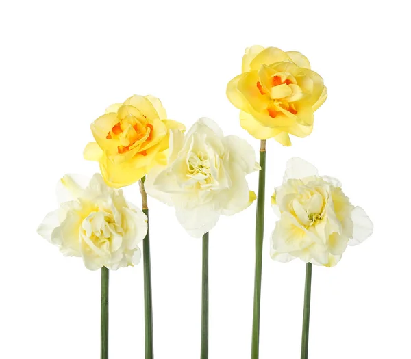 Bellissimi Fiori Narciso Sfondo Bianco — Foto Stock