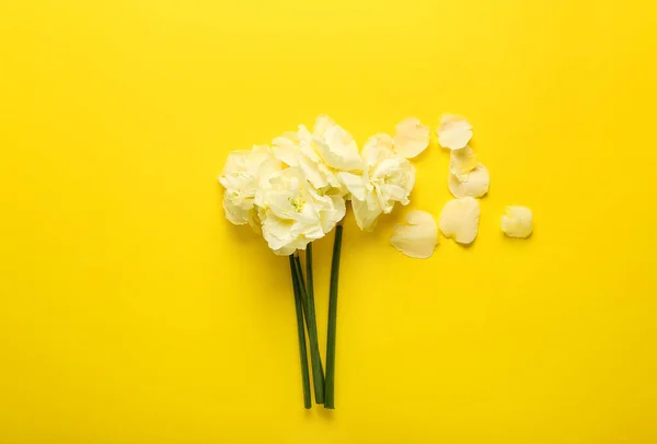 Gyönyörű Nárcisz Virágok Színes Háttér — Stock Fotó