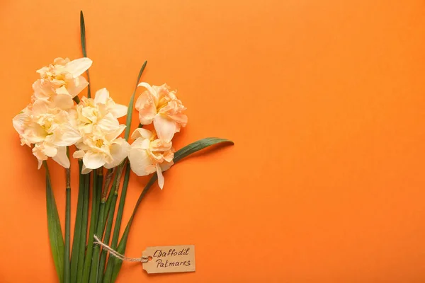 Beautiful Narcissus Flowers Shopping Tag Text Daffodil Palmares Color Background — Stock Photo, Image